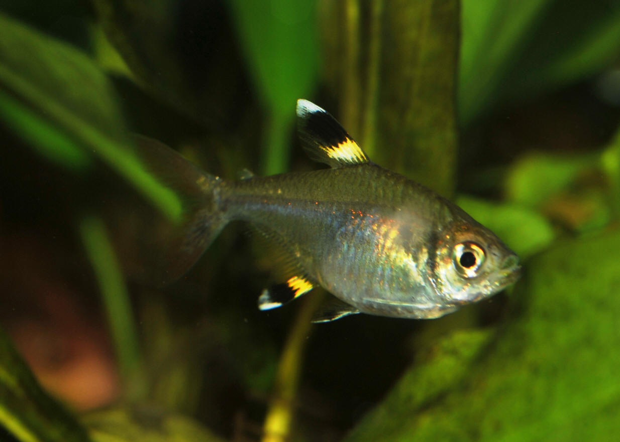 Hyphessobrycon axelrodi